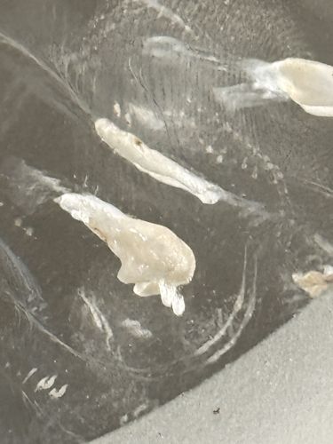 Indian meal moth (larva)