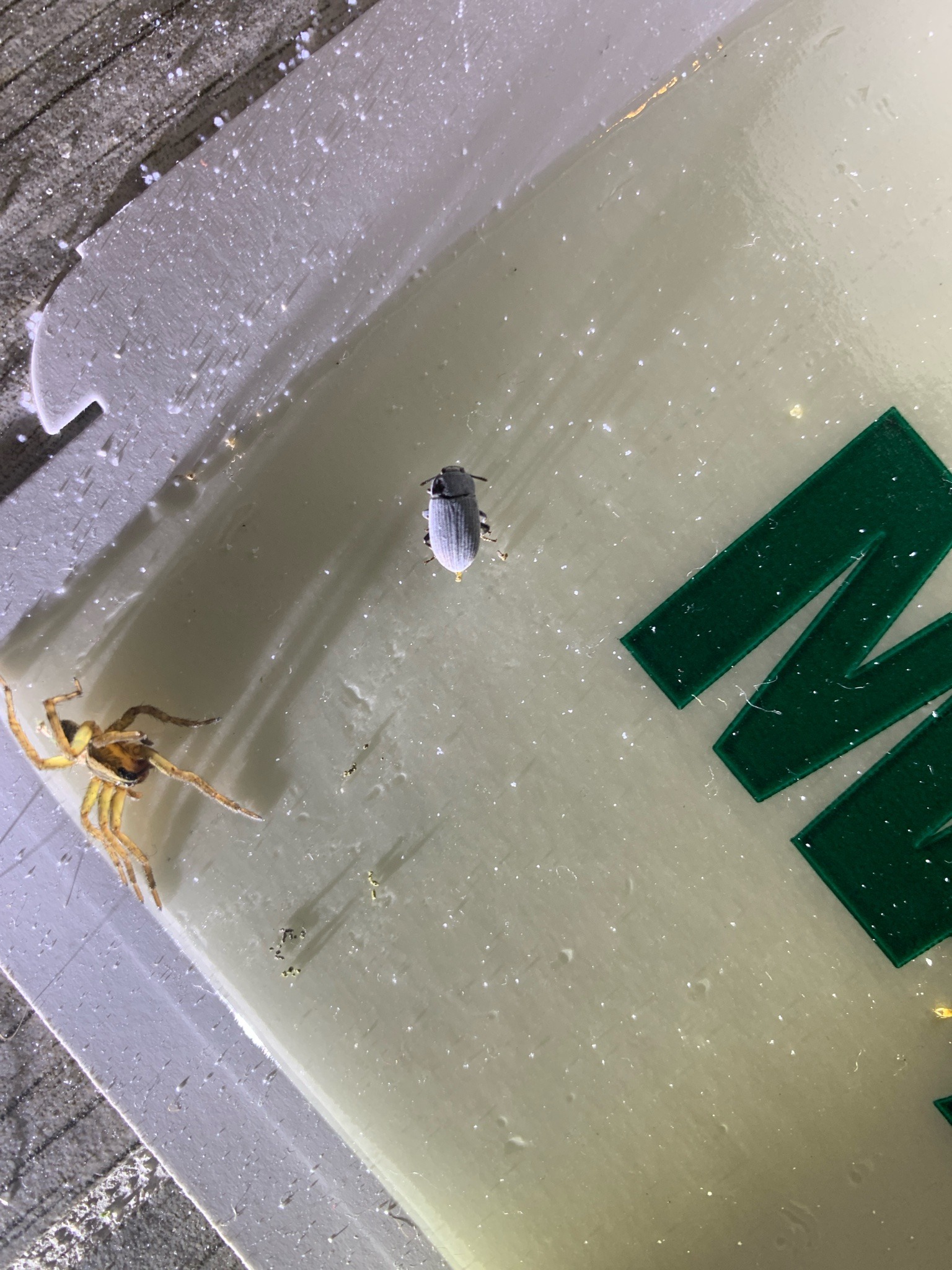 Flat-faced Longhorn Beetle (potentially Spruce Beetle or similar Lamiinae)