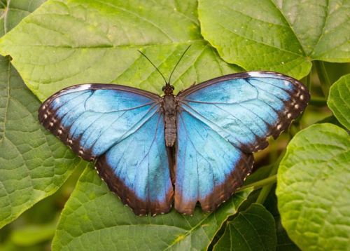 Blue Morpho Butterfly
