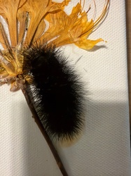 Giant Leopard Moth Caterpillar