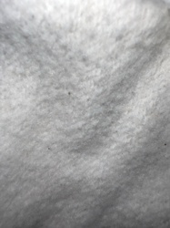 Carpet Beetle (larva)