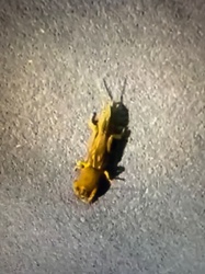 Mole Cricket