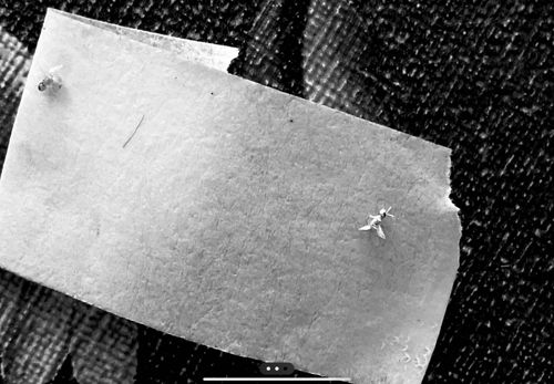 Fungus Gnats (Adults)