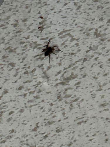 Ground Spider (likely a species of Gnaphosidae)