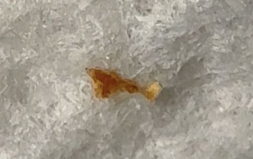 Common Bed Bug (nymph)