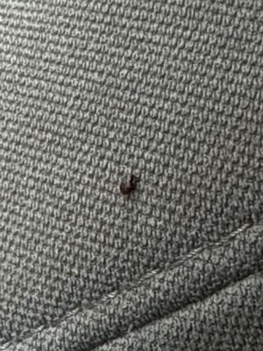 Carpet Beetle