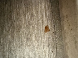 Case-bearing Clothes Moth