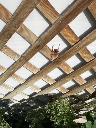 Orb Weaver Spider (likely an Argiope or Neoscona species from the image, but specific identification is difficult without more detail)