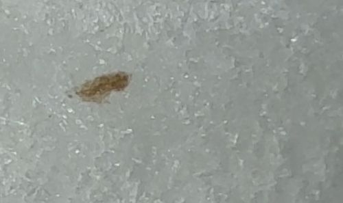 Booklouse (or Psocid)