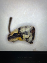 Weevil (General)