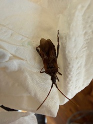 Western Conifer Seed Bug