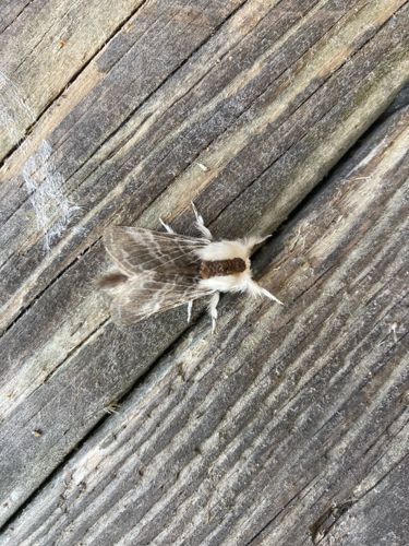 Pine Devil Moth (larva) or various Flannel Moths (adult)
