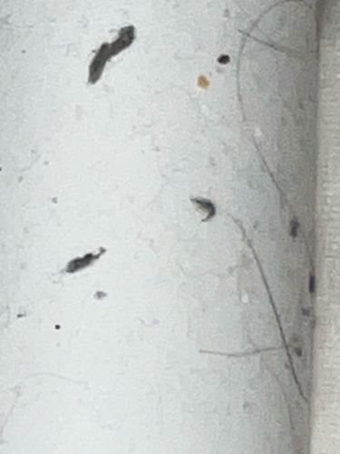 Case-bearing Clothes Moth