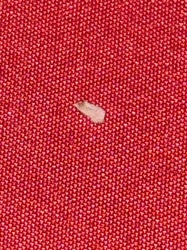 Case-bearing Clothes Moth