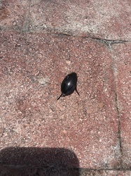 Predaceous Diving Beetle