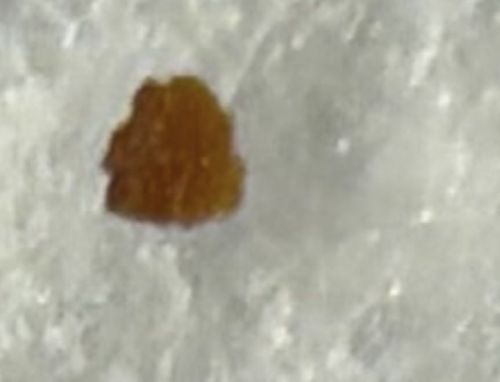 Bed Bug (unfed nymph or egg casing residue)