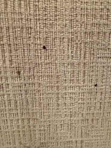 Carpet Beetle (likely Black Carpet Beetle or Varied Carpet Beetle)