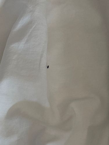 Flea (possibly human flea or cat flea)