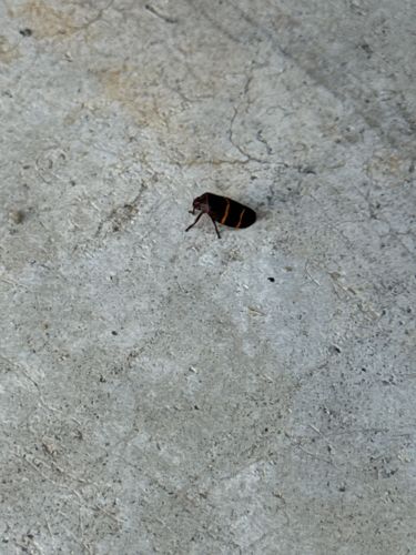 Two-lined Spittlebug