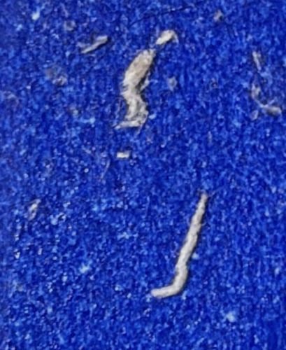 Case-bearing Clothes Moth (Larva)