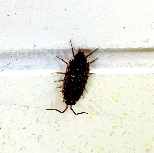 Woodlouse (or Pillbug/Sowbug)