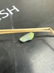 Monarch Butterfly chrysalis