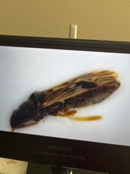 Antlion adult (likely a species of Myrmeleon or similar genus)