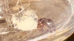 Brown widow spider