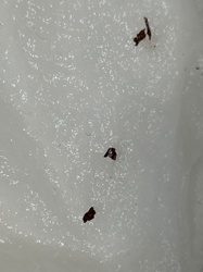 Bed Bug (exoskeleton fragments/fecal matter)