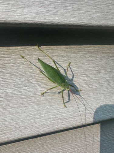 Katydid