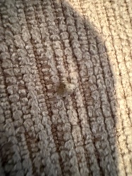 Carpet beetle (larva)