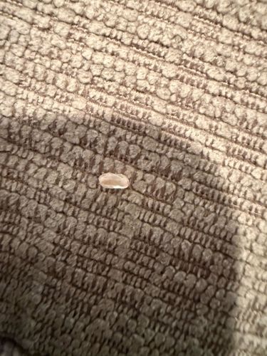 Grain of Rice (not an insect)