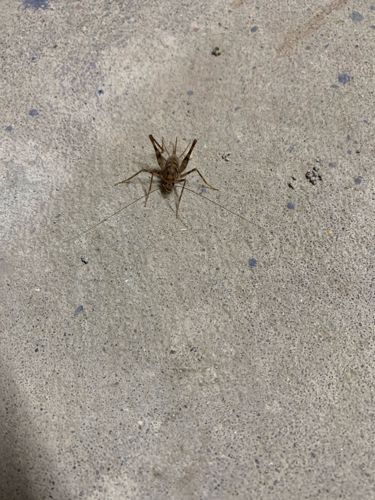 Cave Cricket / Camel Cricket / Spider Cricket