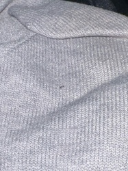 Carpet Beetle (likely Varied Carpet Beetle or Black Carpet Beetle)