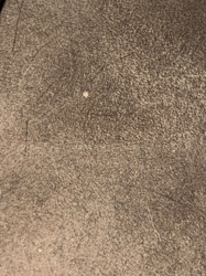 No insect or bug identifiable