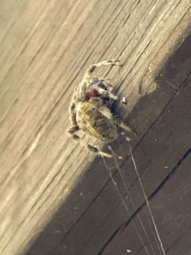 Orb Weaver Spider