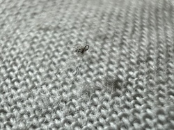 Debris, Lint, or Fiber