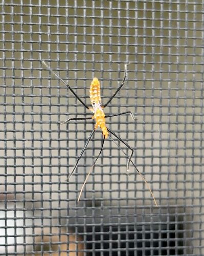 Assassin Bug Nymph