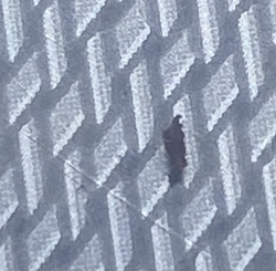 Earwig