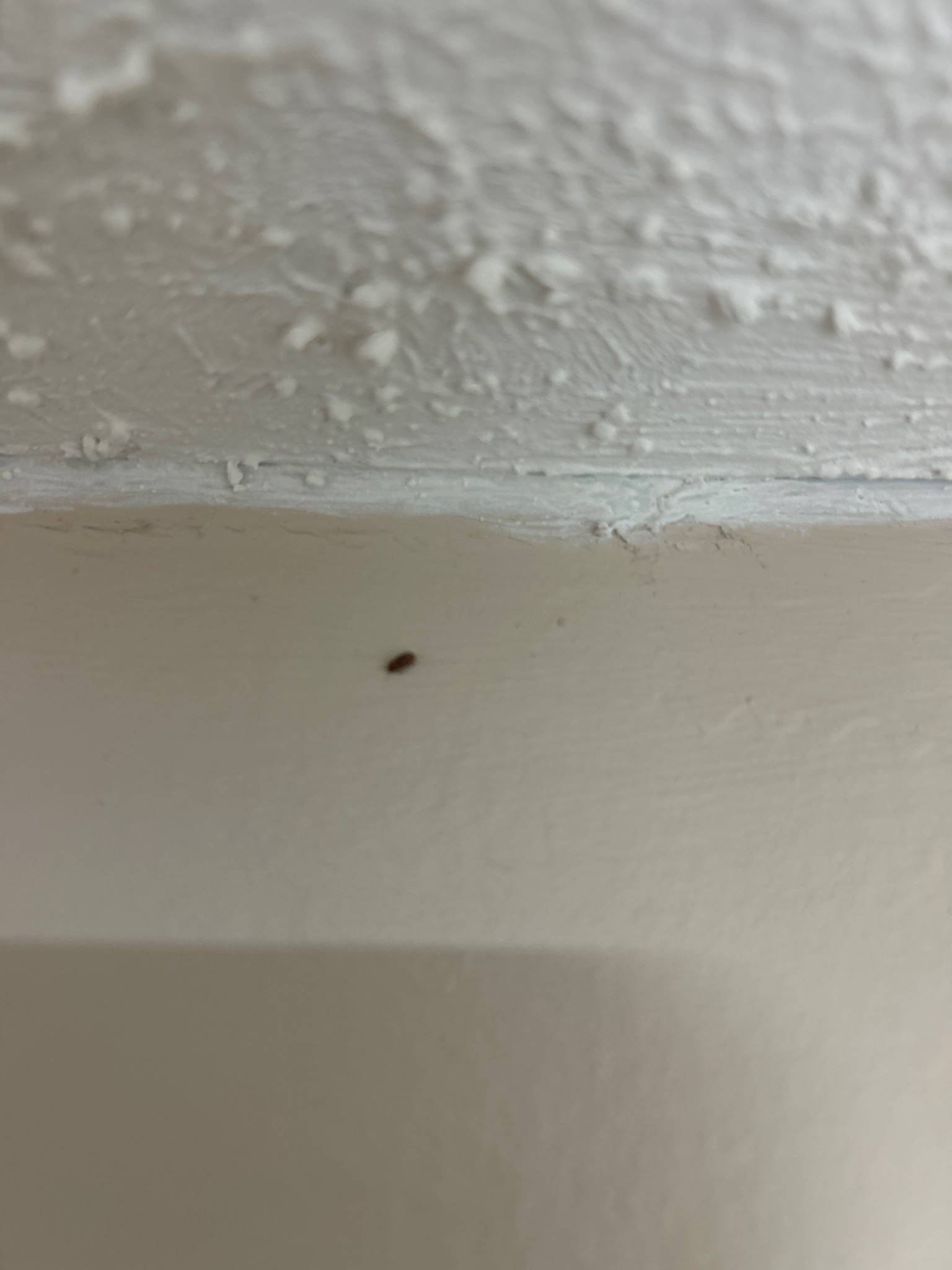 Drugstore Beetle