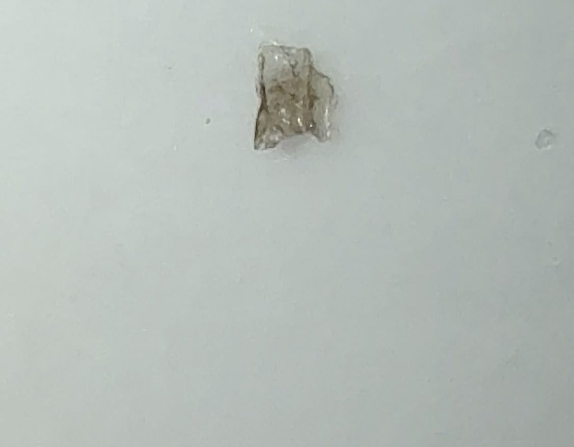 Household Case-bearing Moth (Larva)