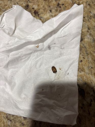 Dermestid Beetle (likely stored product or carpet beetle species)