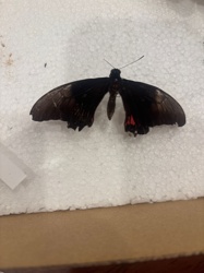 Polydamas Swallowtail or Gold Rim Swallowtail