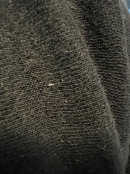 Carpet Beetle (Larva)