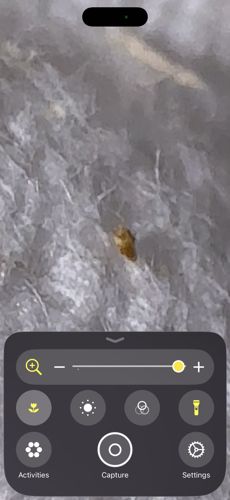 Bed Bug