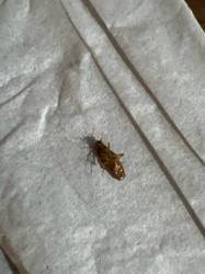 Cockroach (likely German Cockroach or American Cockroach based on appearance)