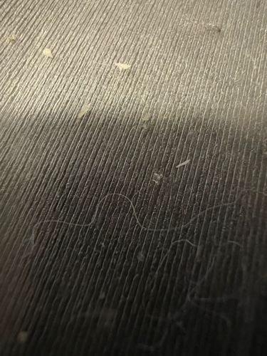 No identifiable insect/bug