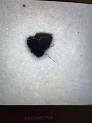 Carpet Beetle Larva (possibly Black Carpet Beetle or similar species)