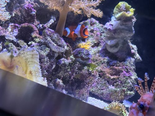 Mushroom Leather Coral (various species), Clownfish, Lionfish, various other corals