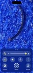 Flat-backed Millipede